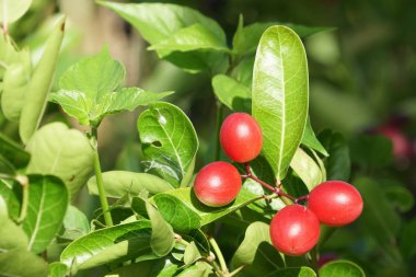 gündüz ağacında büyüyen egzotik meyveler 