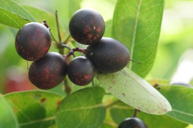 gündüz ağacında büyüyen egzotik meyveler 