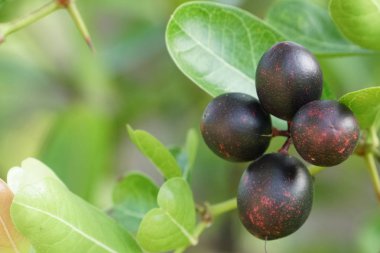 gündüz ağacında büyüyen egzotik meyveler 