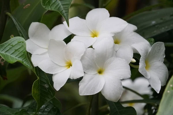 Close Van Verse Bloemen Groeien Buiten — Stockfoto