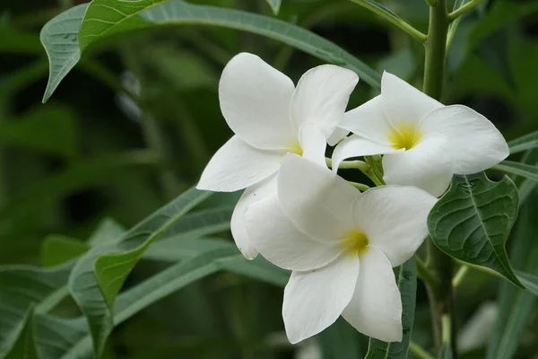 Primer Plano Flores Frescas Que Crecen Aire Libre — Foto de Stock