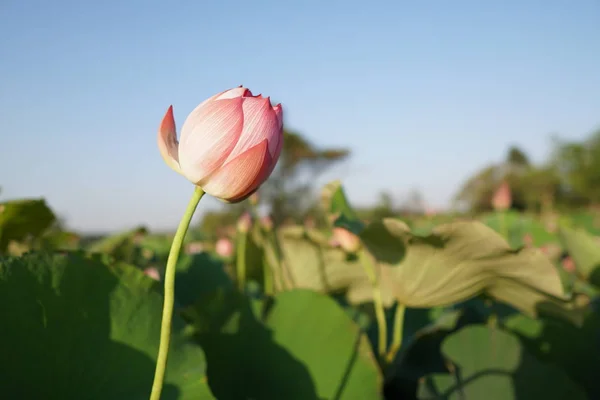 View Lotus Flowers Plantation Daytime — Stock Photo, Image