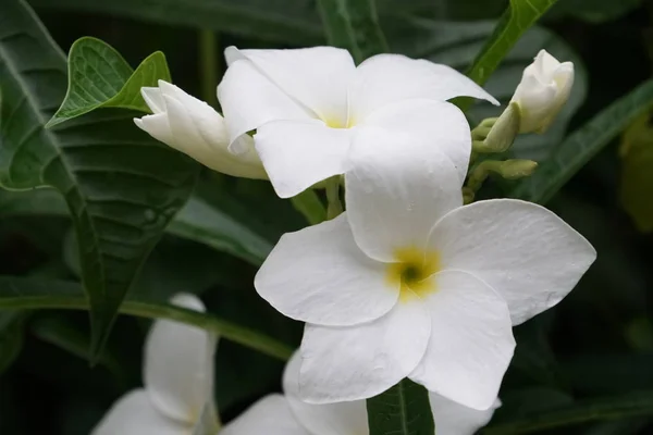 Gros Plan Fleurs Fraîches Poussant Extérieur — Photo