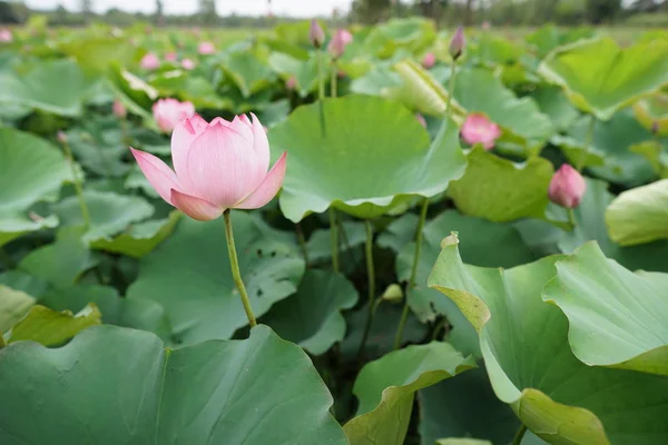 View Lotus Flowers Plantation Daytime — Stock Photo, Image