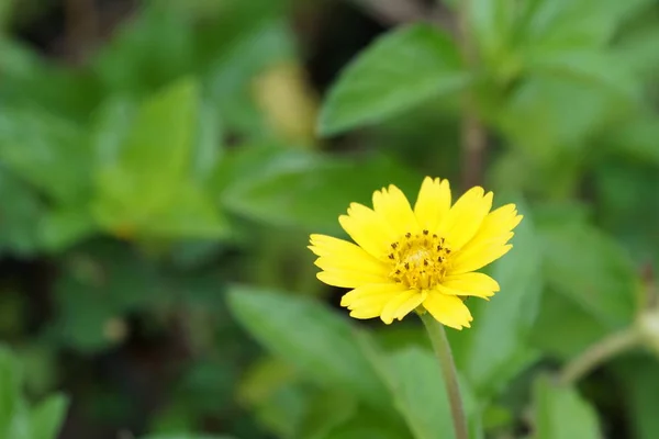 Primo Piano Fiori Freschi Che Crescono All Aperto — Foto Stock