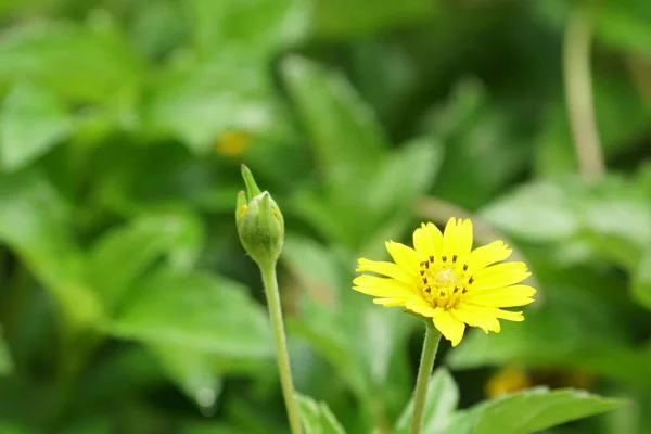 Primo Piano Fiori Freschi Che Crescono All Aperto — Foto Stock