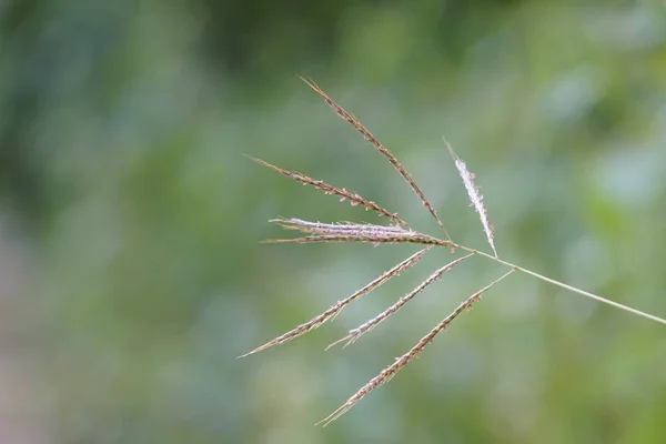 Gros Plan Plantes Exotiques Dans Forêt Jour — Photo