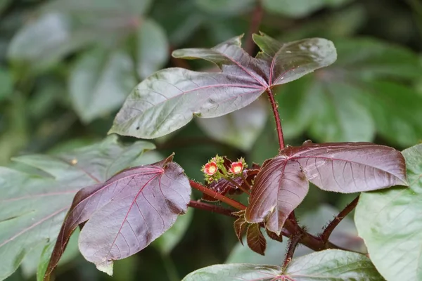 屋外栽培の新鮮な花のクローズ アップ — ストック写真