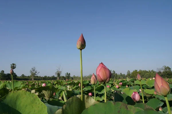 Vista Plantação Flores Lótus Durante Dia — Fotografia de Stock