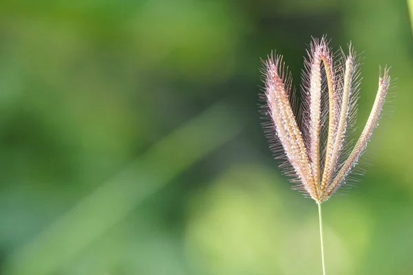 Primer Plano Las Plantas Exóticas Bosque Durante Día —  Fotos de Stock