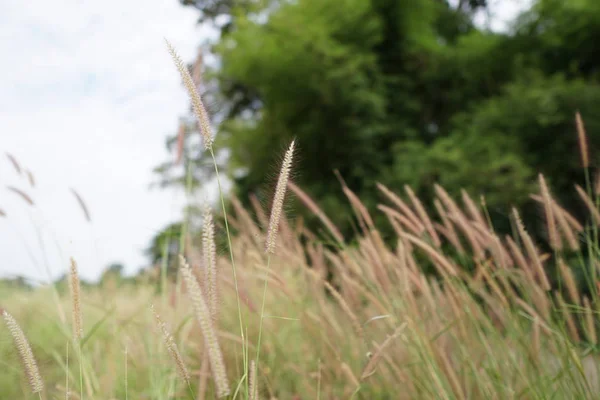 Close Van Planten Buitenshuis Overdag — Stockfoto