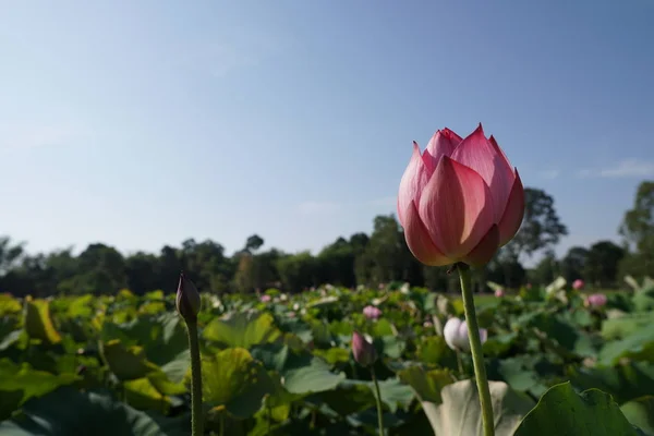 Vista Plantação Flores Lótus Durante Dia — Fotografia de Stock