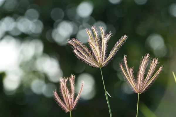 Perto Plantas Exóticas Floresta Durante Dia — Fotografia de Stock