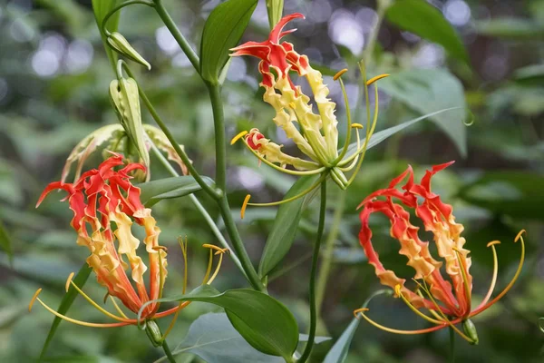 Gros Plan Fleurs Fraîches Poussant Extérieur — Photo