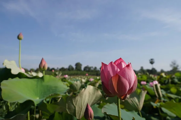 Vista Plantação Flores Lótus Durante Dia — Fotografia de Stock