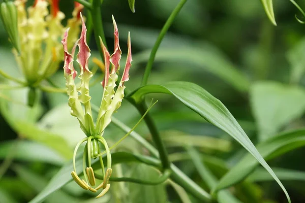 Gros Plan Fleurs Fraîches Poussant Extérieur — Photo