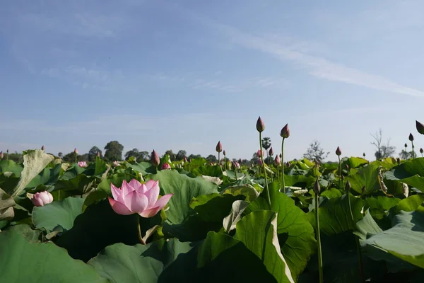 Vista Plantação Flores Lótus Durante Dia — Fotografia de Stock