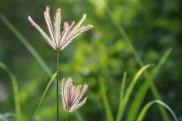 Närbild Exotiska Växter Skogen Dagtid — Stockfoto