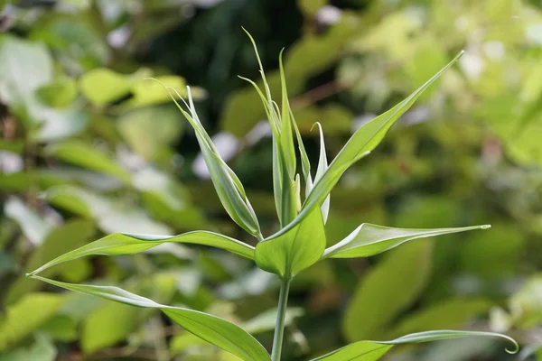 Nahaufnahme Von Frischen Blumen Die Freien Wachsen — Stockfoto