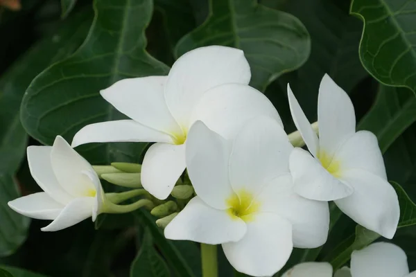 Primer Plano Flores Frescas Que Crecen Aire Libre — Foto de Stock