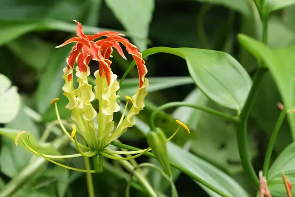 Gros Plan Fleurs Fraîches Poussant Extérieur — Photo