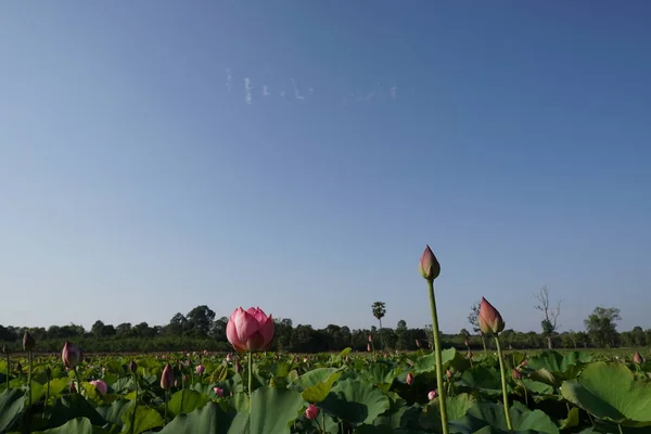 Vista Plantação Flores Lótus Durante Dia — Fotografia de Stock