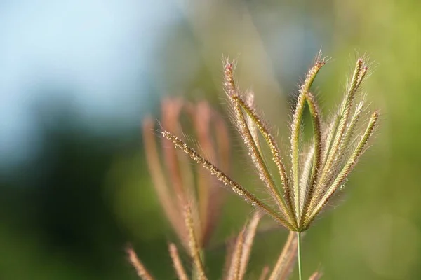 Primer Plano Las Plantas Exóticas Bosque Durante Día —  Fotos de Stock