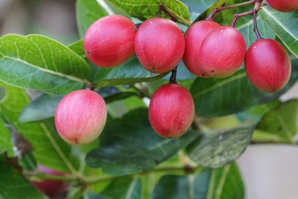 Frutas Exóticas Que Crescem Árvore Durante Dia — Fotografia de Stock