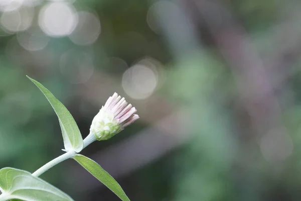 Närbild Färska Blommor Växer Utomhus — Stockfoto