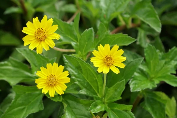 Primer Plano Flores Frescas Que Crecen Aire Libre — Foto de Stock