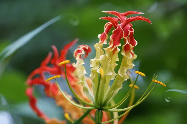 Κοντινό Πλάνο Του Φρέσκα Λουλούδια Υπαίθρια Καλλιέργεια — Φωτογραφία Αρχείου