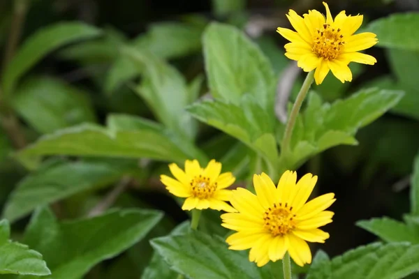 Primo Piano Fiori Freschi Che Crescono All Aperto — Foto Stock