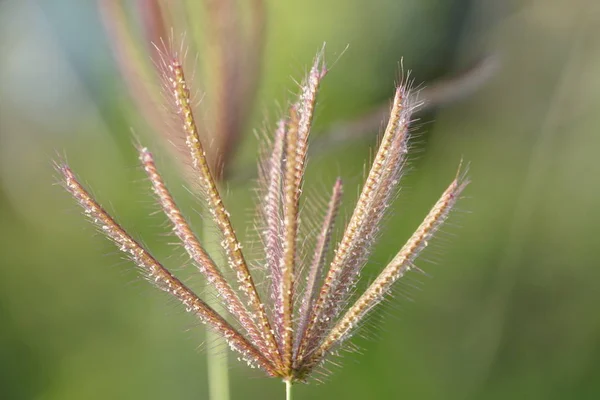 Lukning Eksotiske Planter Skov Dagen - Stock-foto