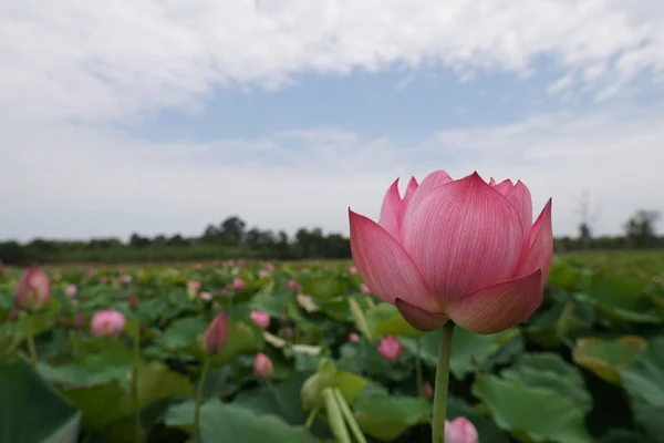 Vista Plantação Flores Lótus Durante Dia — Fotografia de Stock