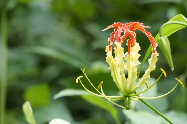 Närbild Färska Blommor Växer Utomhus — Stockfoto