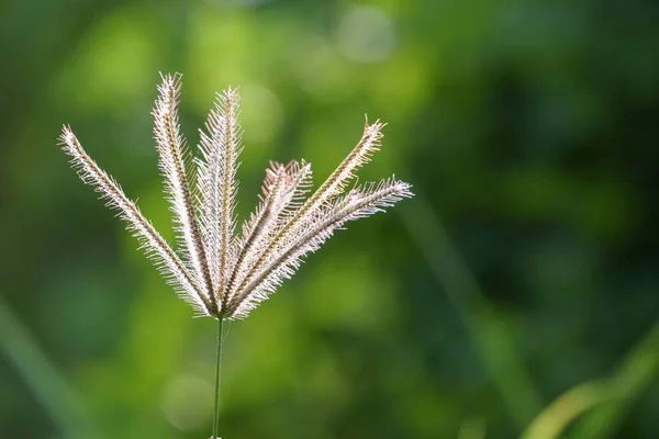 Primo Piano Piante Esotiche Nella Foresta Durante Giorno — Foto Stock