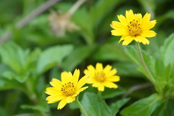 Primer Plano Flores Frescas Que Crecen Aire Libre — Foto de Stock