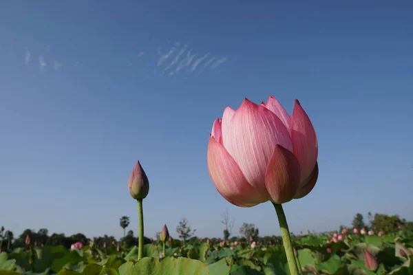 gündüz Lotus çiçek tarlası görünümü