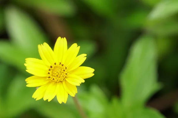 Gros Plan Fleurs Fraîches Poussant Extérieur — Photo