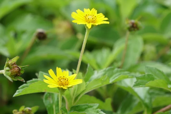 Nahaufnahme Von Frischen Blumen Die Freien Wachsen — Stockfoto