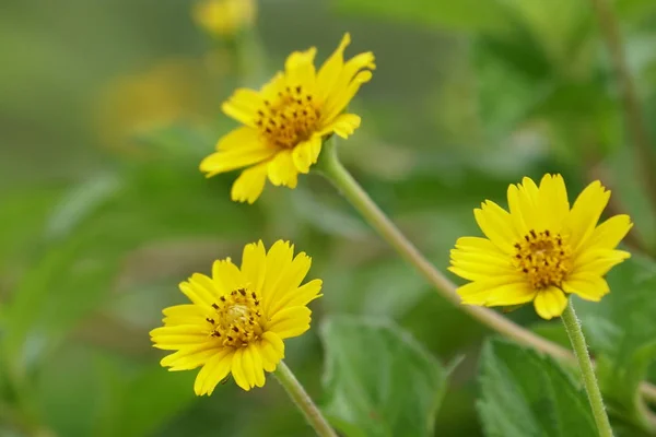 Närbild Färska Blommor Växer Utomhus — Stockfoto