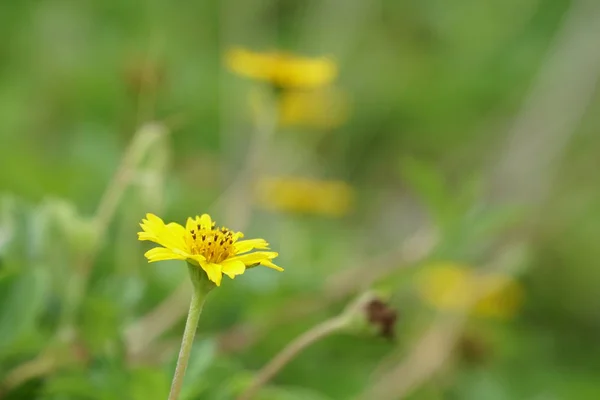 Gros Plan Fleurs Fraîches Poussant Extérieur — Photo