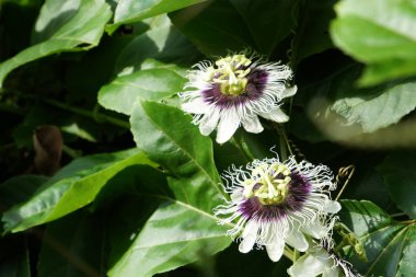egzotik bitkilerin kapalı havada gündüz yakın 