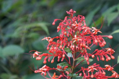 egzotik bitkilerin kapalı havada gündüz yakın 
