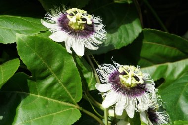 egzotik bitkilerin kapalı havada gündüz yakın 