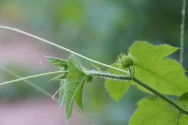 egzotik bitkilerin kapalı havada gündüz yakın 