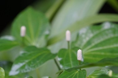 egzotik bitkilerin kapalı havada gündüz yakın 