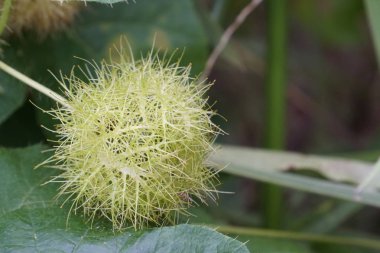 egzotik bitkilerin kapalı havada gündüz yakın 