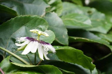 egzotik bitkilerin kapalı havada gündüz yakın 