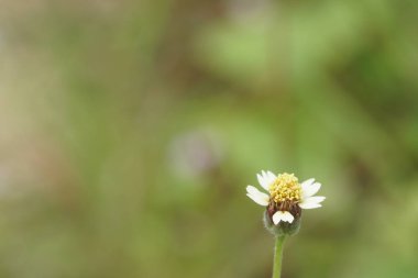 egzotik bitkilerin kapalı havada gündüz yakın 